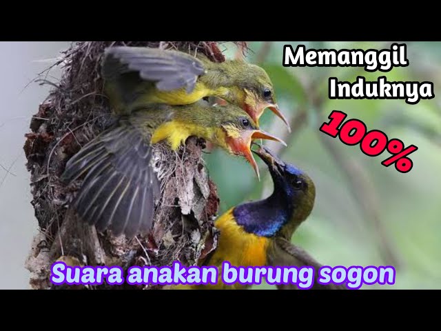 PIKAT BURUNG SOGON ANAKAN MEMANGGIL INDUKANNYA SUARA JERNIH class=