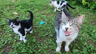 Mother cat and kitten meowing for food