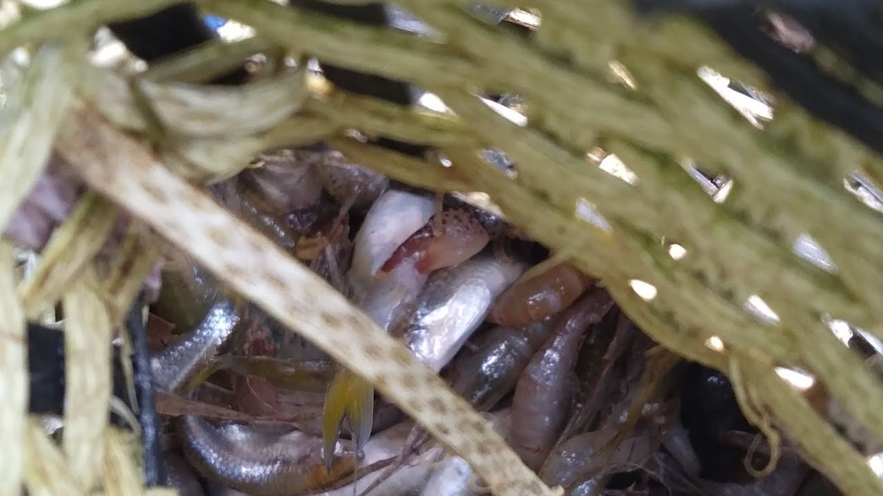 Memancing ikan nila di sungai  dengan umpan racikan sendiri 