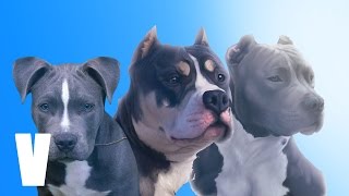 Diferentes tipos de PITBULL  Types of PITBULL