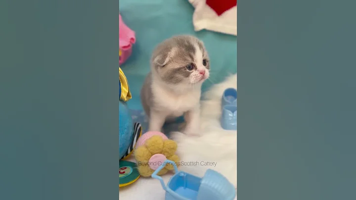 Video 7929401: scottish fold cat kitten, scottish fold male kitten, scottish fold blue, scottishfoldcat kitten cats, cats catlover kitten, blue bicolor kitten