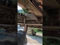 Corn head deck plates explained Geringhoff Northstar
