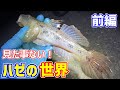 【貴重映像】日本に広く生息する「ウロハゼ」という魚をご存知ですか?