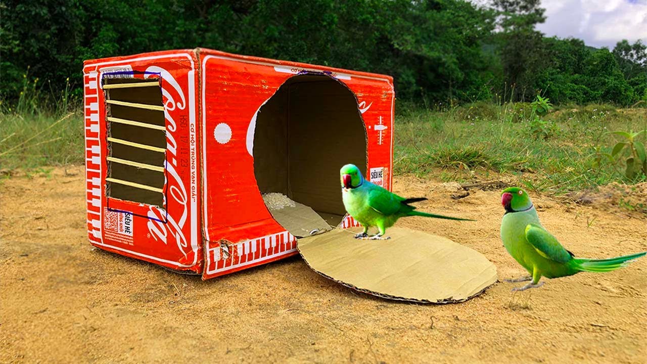 Make bird traps in large forest areas using lankaca, mao su and good