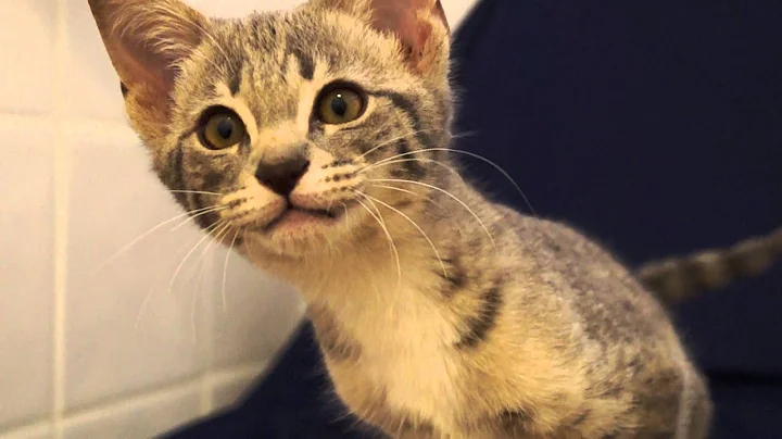 Video 1479881: f2 savannah, blue savannah, talking