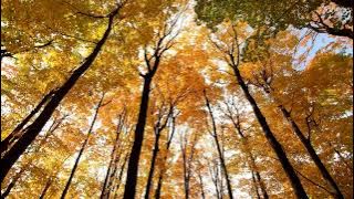 1 Menit kicau burung yang menenangkan - Suara alam burung bernyanyi untuk meditasi (HD Forest)