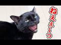 我が家の猫が突然、話しかけてきました…