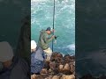 صيد سمك ابلاغ او نبيرة بطريقة الفرشية