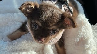 Puppy’s Reaction to First Day At New Home *SO CUTE*