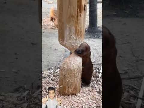 استدراج السنجاب الماهر أوقع الشجره Shorts