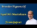 Breeder pigeons syed ali mustehsan official kabotar com is live