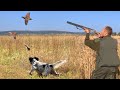 Hunting Serbia - Quail Hunting in the south of Serbia | Quaglia di caccia | Lov na prepelice Vlasina