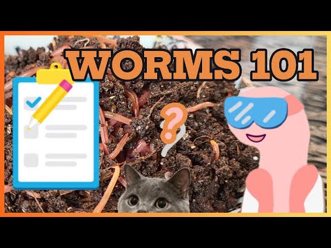 Worms 10 Years In 10 Minutes 