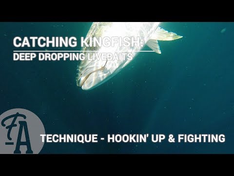 Catching Kingfish: Deep dropping live baits - fishing technique