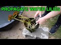 How to propagate tropical water lilies for my pool pond