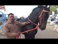 Z black Stallion Raju,!! Muktsar horse market