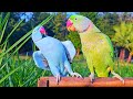 Ringneck parrots compilation
