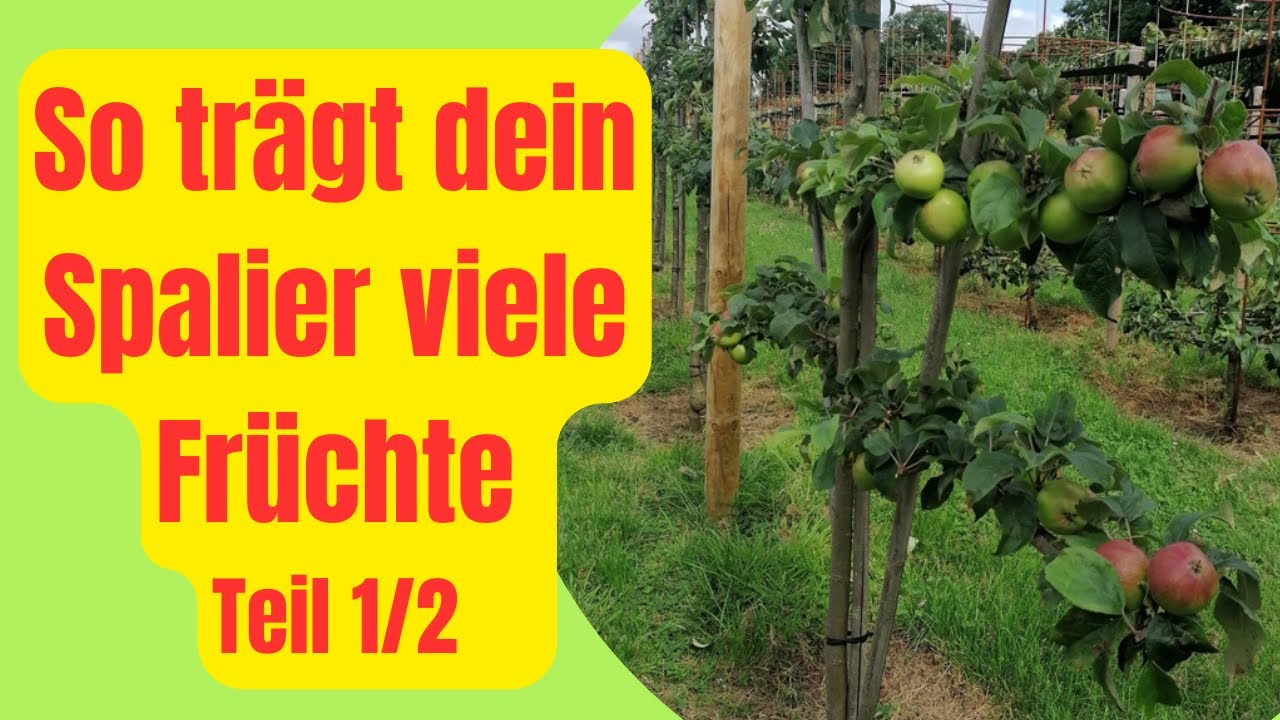 Spalierobst richtig schneiden Teil 1