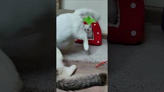 Mother cat protects her white kitten. #shorts