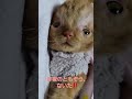 ともぞうがないた‼️