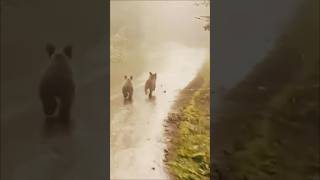Adorable Bear Cubs Spotted on Mountain Road in Turkey