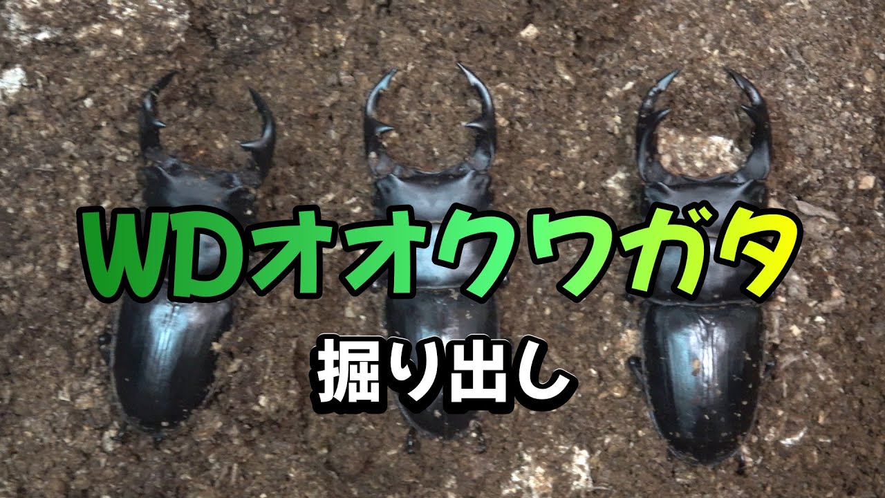 種親WDオオクワガタ48ミリメス の子孫の顔。＃WDオオクワガタ＃オオクワガタの飼育