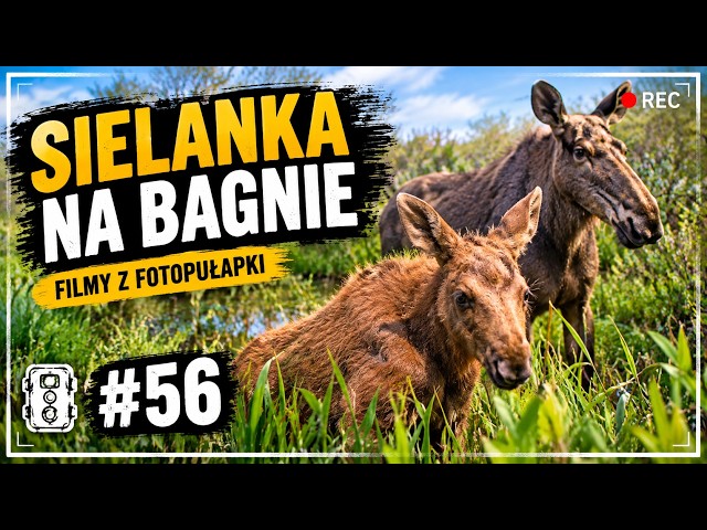 Sielanka na bagnie? | Najlepsze nagrania | Filmy z fotopułapki odc. 56