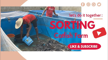 Benefits of Sorting Catfish on a Mobile Tarpaulin pond #catfishfarm #sorting