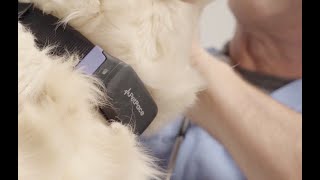 PetPace Collar