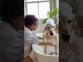 Cute Dog Crying During Bath but Still Happy #funnydog #petbath #cutepets #shorts#shorts