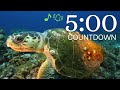 5-Minute 4K Underwater Sea Life Timer 🐠