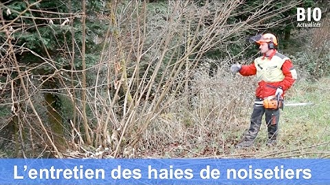 L’entretien sélectif des haies de noisetiers