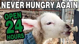 Automatic Lamb Feeding System, Warm Milk 24/7 With HeatWave