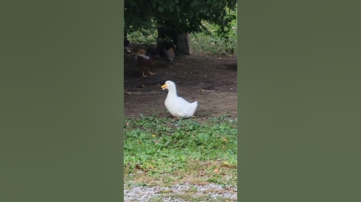 LOUD Pekin duck quacking 🦆