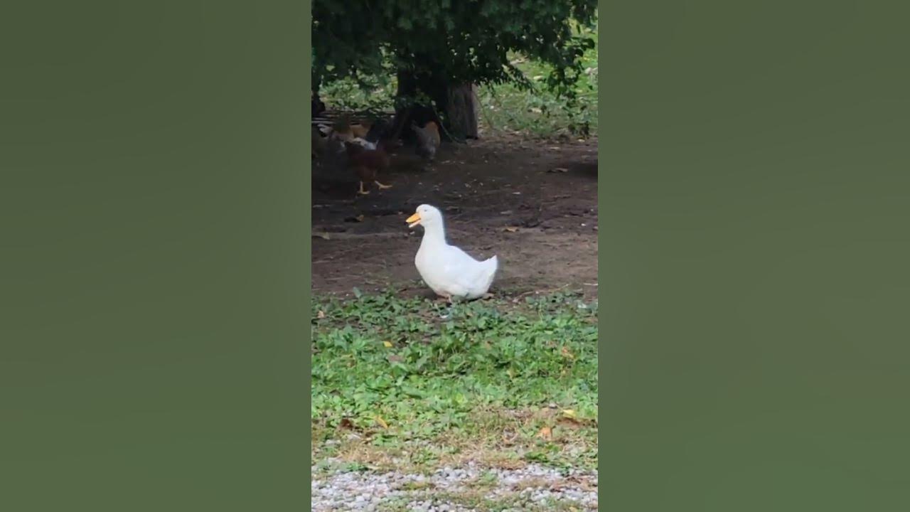 LOUD Pekin duck quacking 🦆 YouTube