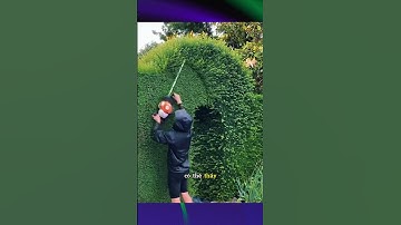 công nhân cắt tỉa cây xanh #shorts