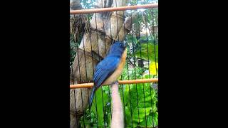 Tledekan Ngeplong , Nyuling pagi hari untuk pancingan