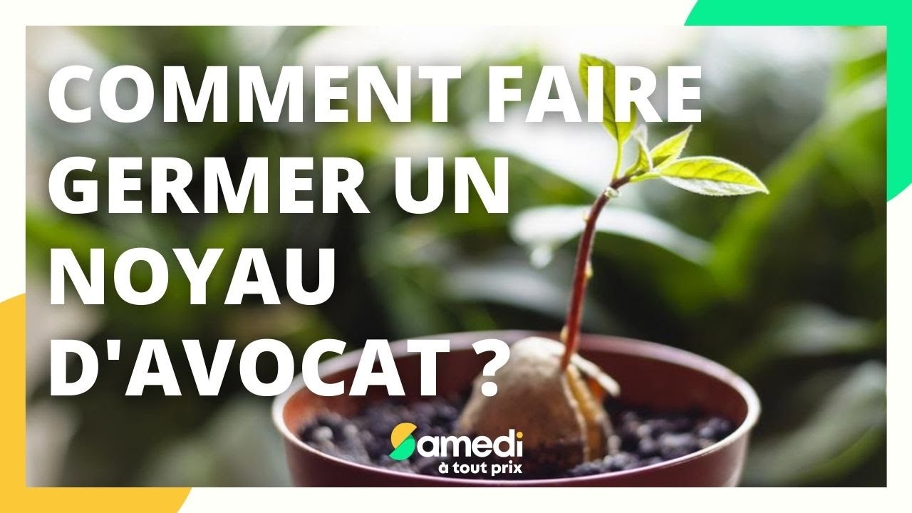 Comment faire germer un noyau d'avocat ? Samedi à tout prix YouTube — free download