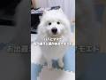 パパとママでお出迎えに差があるサモエド #サモエド #samoyed #大型犬のいる生活 #癒し
