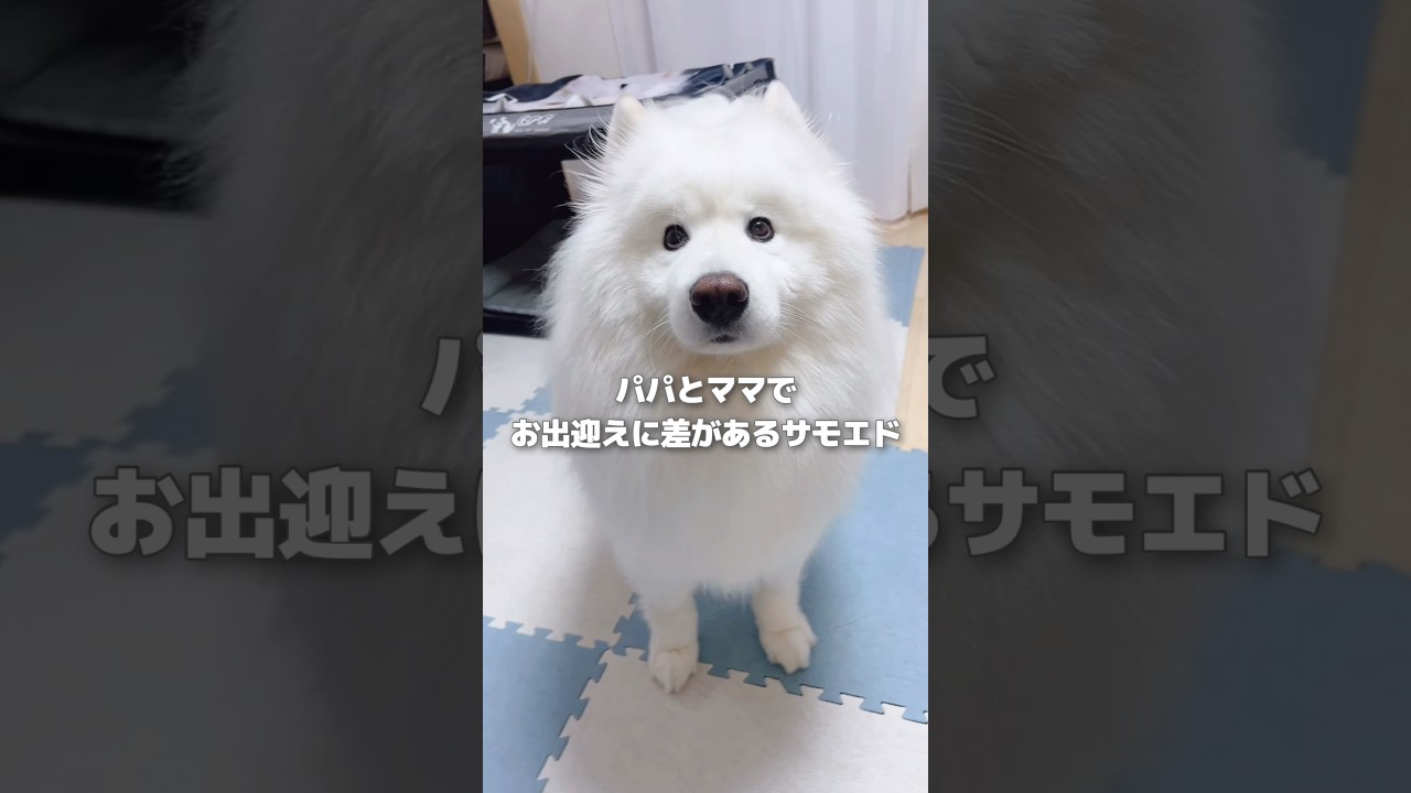 パパとママでお出迎えに差があるサモエド #サモエド #samoyed #大型犬