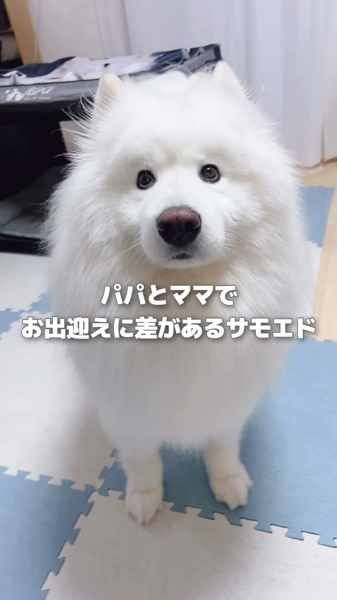 パパとママでお出迎えに差があるサモエド #サモエド #samoyed #大型犬