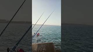 Pesca Dorada Espigon