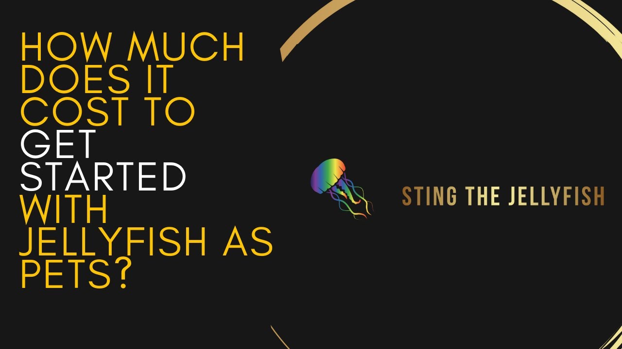 How much does it cost to get started with Jellyfish as pets? YouTube