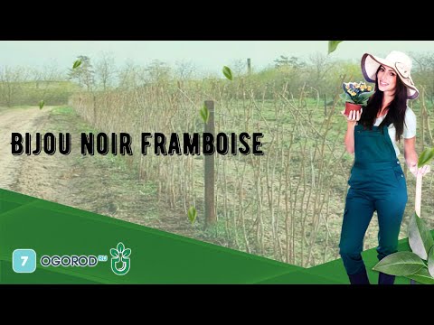 Vidéo: Propriétés Utiles Des Framboises