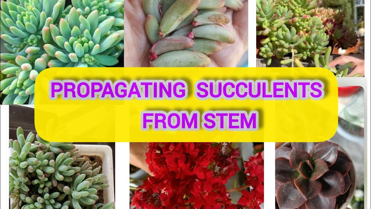 How to Propagate Succulents/Tips for Successful Propagation/Easy to grow Succulent for Beginners🤩