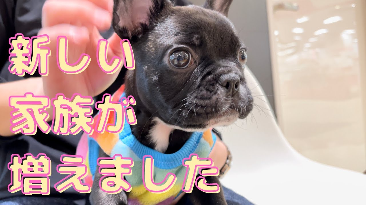 フレンチブルドッグ 共働き夫婦に新しい家族が増えました Youtube