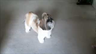 I think it is so cute how Lacey runs into the room to listen to the...