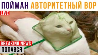 Попався КОТ-ВОР! Накрыли))) Приколы с котами | Мемозг 676 видео
