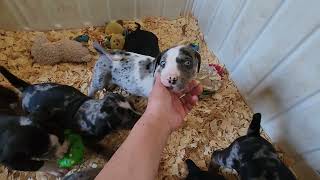 Love Bug's 2024 Catahoula puppies 3.1.2024