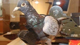 日本ｶﾒﾗ博物館｢ｶﾒﾗがわかる展｣=大戦時に活用されたハト用偵察ｶﾒﾗも展示